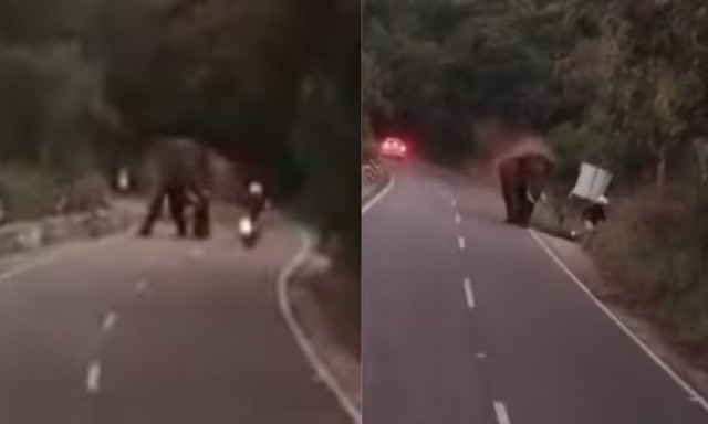 Ινδία: Ελέφαντας σκότωσε Γερμανό τουρίστα (Video)