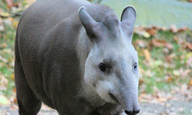 Κάμερες κατέγραψαν το μεγαλύτερο θηλαστικό - Είχε χαθεί για 100 χρόνια