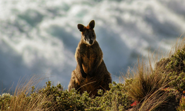 Γέννηση καγκουρό με εξωσωματική γονιμοποίηση μετά από 20 χρόνια επιστημονικών προσπαθειών