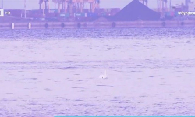 Σπάνιο θέαμα στη Θεσσαλονίκη: Ένας μοναχικός κύκνος στον Θερμαϊκό