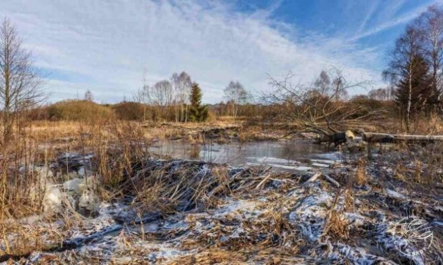 Κάστορες έχτισαν φράγμα σε κομβικό σημείο και εξοικονόμησαν... 1,2 εκατ. δολάρια από το κράτος