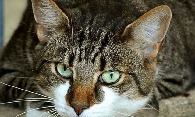 Πετρούπολη: Άγνωστος βασανίζει γάτες με καυτό λάδι