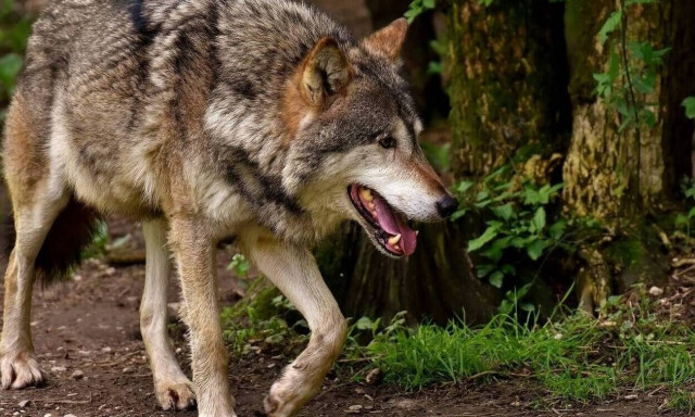 Φθιώτιδα: Νέα επίθεση λύκων στη Σκάλα Αταλάντης - Έφθασαν μέχρι τη θάλασσα για να τραφούν