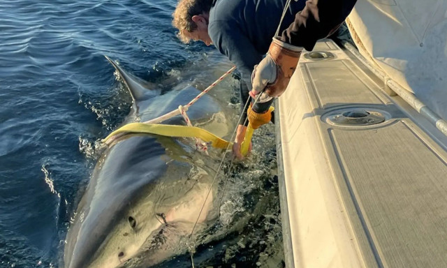 Εντοπίστηκε ο «Ανταγωνιστής», ο μεγαλύτερος λευκός καρχαρίας (vid)