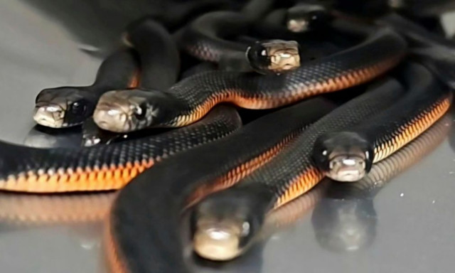 Τρόμος στο Σίδνεΐ: Περισσότερα από 100 δηλητηριώδη φίδια βρέθηκαν σε αυλή