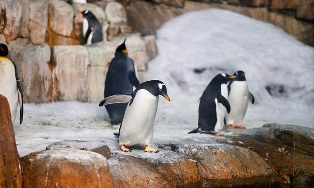 Πιγκουίνοι: Έρευνα αποδεικνύει ότι οι πιο «πιστοί» του ζωικού βασιλείου απατούν τους συντρόφους τους