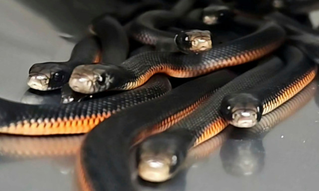 Αυστραλία: Άντρας βρήκε 102 δηλητηριώδη φίδια στην αυλή του