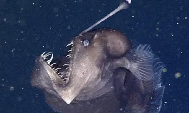 Τενερίφη: Ο τρομακτικός «μαύρος διάβολος» - Γιατί το αρπακτικό της αβύσσου βρισκόταν στην επιφάνεια