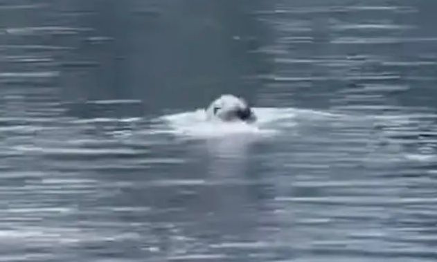 Εθεάθη φώκια στη Λίμνη του Αγίου Νικολάου