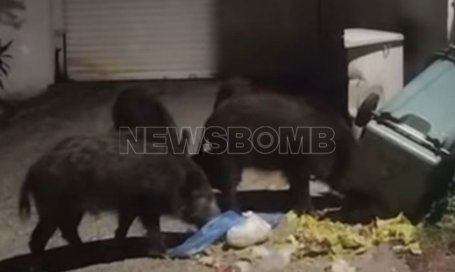 Μενίδι: Ολόκληρο κοπάδι αγριογούρουνων κόβει βόλτες και ψάχνει για τροφή στα σκουπίδια