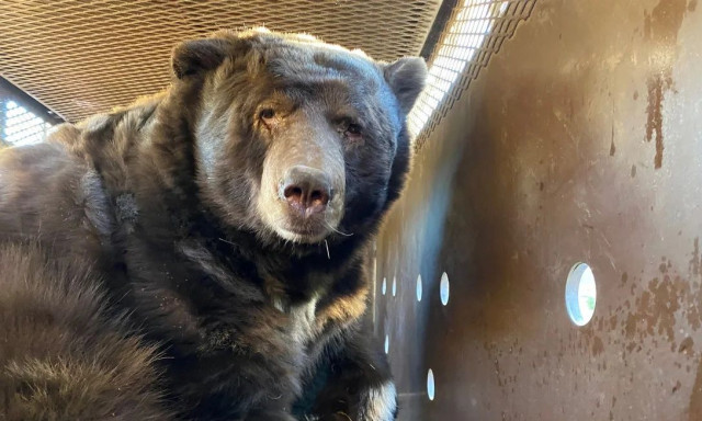 Λος Άντζελες: Άκουγε παράξενους θορύβους και ανακάλυψε ότι κάτω από το σπίτι του ζούσε ένα ζώο