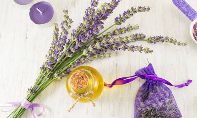 Πότε να κλαδέψετε τη λεβάντα για τέλεια ανθοφορία