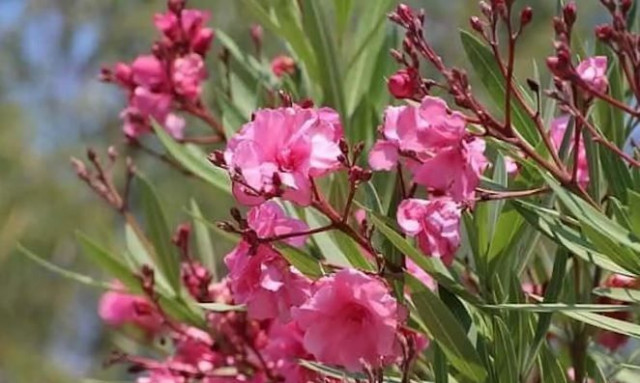 Προσοχή σε αυτό το δηλητηριώδες φυτό! Πολλοί το έχουν στο σπίτι χωρίς να το ξέρουν