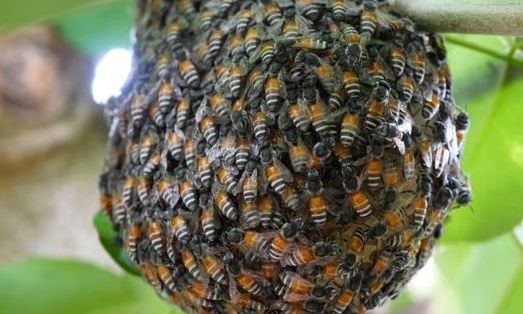 Η μέλισσα είναι ψάρι - Μία περίεργη δικαστική ερμηνεία