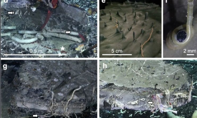 Γιγαντιαία σκουλήκια ζουν κάτω από τον ωκεανό - Κρύβονται στις ρωγμές του φλοιού της Γης