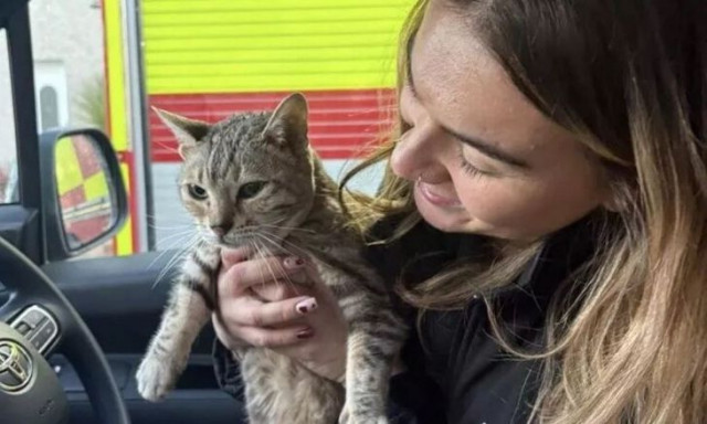 Σκωτία: Διασώθηκε γάτα που παγιδεύτηκε κατά τη διάρκεια μιας καταιγίδας για 5 ημέρες