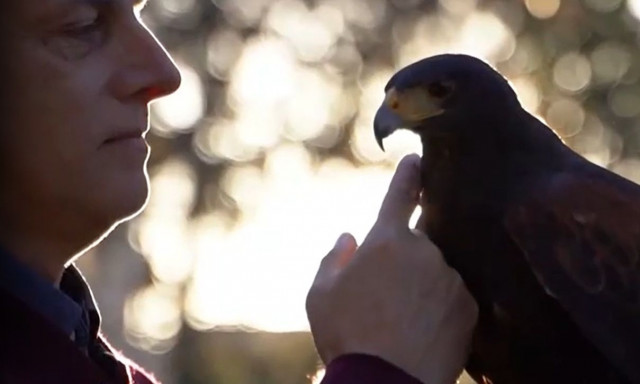 Η Χαρούλα είναι το γεράκι-φύλακας του ουρανού της Λάρισας – Πως προστατεύει την πόλη
