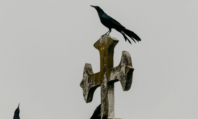 «Μαύρος Θάνατος»: Νέα έρευνα αποκαλύπτει τι πραγματικά προκάλεσε την πανώλη