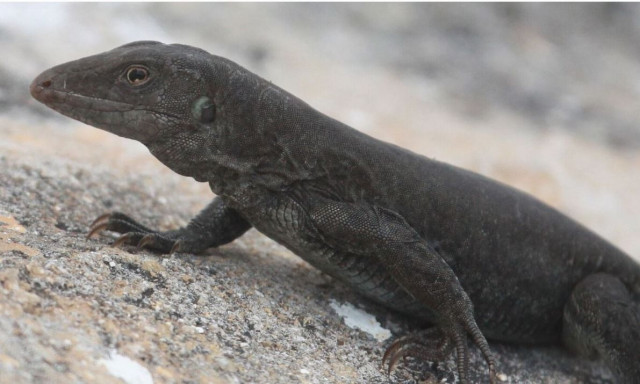 Καραϊβική: Σαύρα επέστρεψε από το «χείλος» της εξαφάνισης μετά την αποκατάσταση νησιού