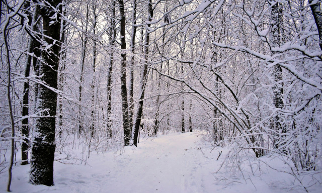 Καιρός: Από το κρύο στο… ψύχος – Ο χειμώνας ετοιμάζεται να δείξει τις άγριες διαθέσεις του