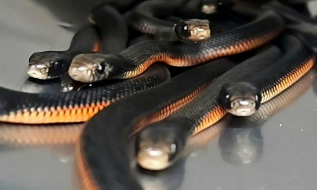 Αυστραλία: Βρήκε πάνω από 100 δηλητηριώδη φίδια στον κήπο του