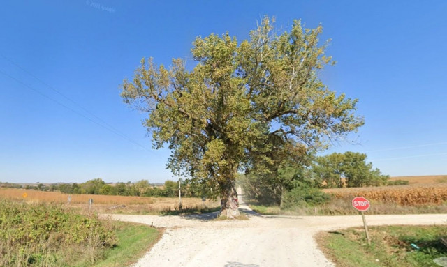 Ένα δέντρο στη μέση του δρόμου έγινε ιστορικό ορόσημο
