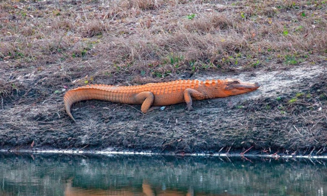 Πορτοκαλί αλιγάτορας: Δεν είναι οφθαλμαπάτη - Κι όμως υπάρχει