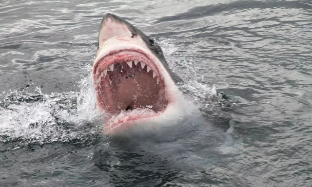 H κατάρα της Ερυθράς Θάλασσας με τους τουρίστες: Καρχαρίες, υποβρύχια και 16 ατυχήματα με δύτες