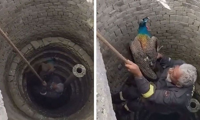 Ινδία: Η στιγμή που πυροσβέστης σώζει παγώνι από πηγάδι βάθους 21 μέτρων