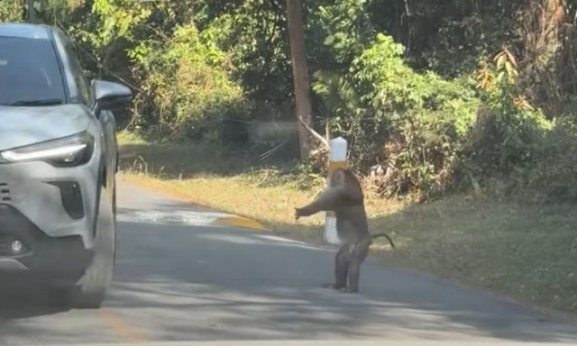 Απίστευτο βίντεο: «Τροχονόμος» μαϊμού κατευθύνει την κυκλοφορία οχημάτων σαν άνθρωπος
