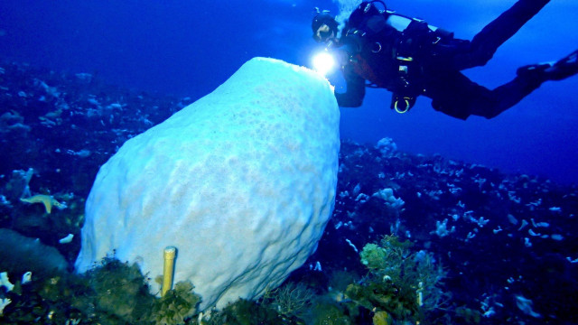 Αυτά τα τεράστια... ζώα φτάνουν την ηλικία των 15.000 ετών - Οι αρχαιότεροι κάτοικοι του πλανήτη