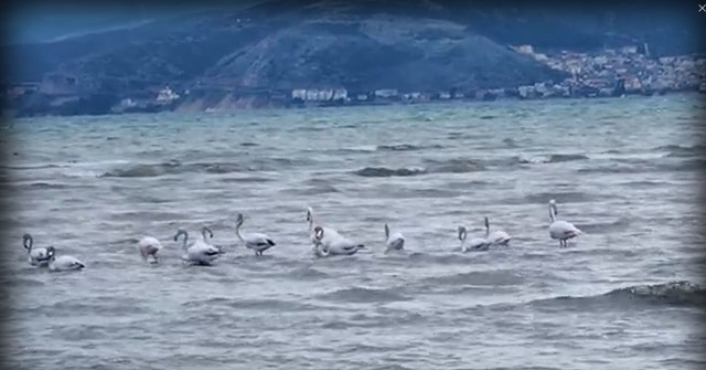 Ναύπλιο: Κοπάδι φλαμίνγκο ξεκουράζονται στην παραλία