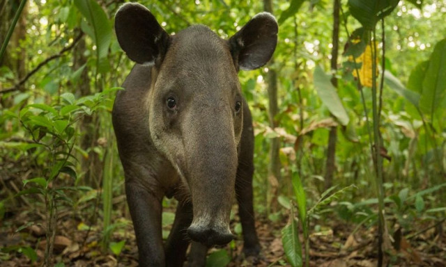 Βραζιλία: Αυτό το σπάνιο ζώο έκανε ξανά την εμφάνισή του μετά από 110 χρόνια