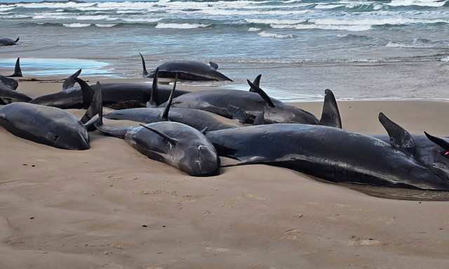 Αυστραλία: 157 ψευδόρκες «ξεβράστηκαν» σε παραλία - Οι αρχές προχωρούν σε ευθανασία