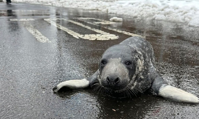 ΗΠΑ: Διασώθηκε υποσιτισμένη μικρή φώκια από τους δρόμους του Κονέκτικατ