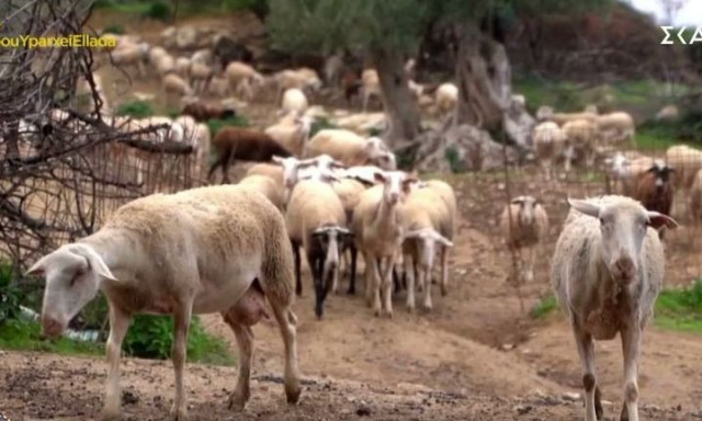 Κρήτη: Σε τεράστιο κίνδυνο ο πρωτογενής τομέας λόγω της λειψυδρίας