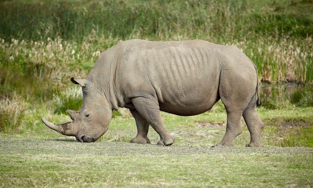 «Θα τους σώσουμε»: Η προσπάθεια διάσωσης ενός ρινόκερου που απειλείται με εξαφάνιση