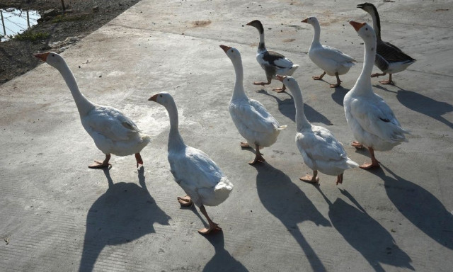 Φλώρινα: Κρούσματα της γρίπης των πτηνών στις λίμνες Πρεσπών και Χειμαδίτιδας