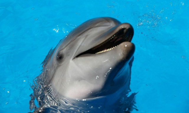 Τρία νεκρά δελφίνια ξεβράστηκαν σε παραλία των Χανίων