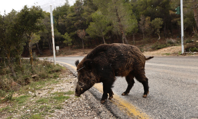 Θεσσαλονίκη: Αγριογούρουνο έκανε βόλτες δίπλα σε περαστικούς – Δείτε βίντεο