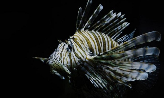 Αρχιπέλαγος: Απαιτούνται ειδικές στρατηγικές για τον έλεγχο του Λεοντόψαρου - Στην Βουλή το ζήτημα