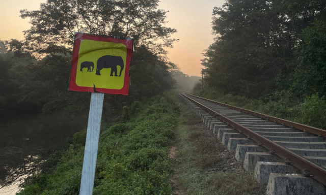 Σρι Λάνκα: Τρένο συγκρούστηκε με ελέφαντες σκοτώνοντας έξι ζώα