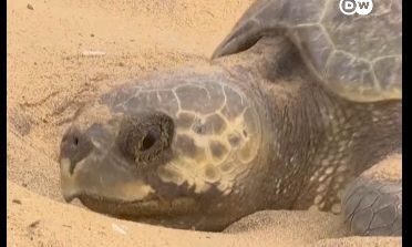 Ρεκόρ ωοτοκίας στην Ινδία - 700.000 χελώνες βγήκαν στην παραλία για να γεννήσουν