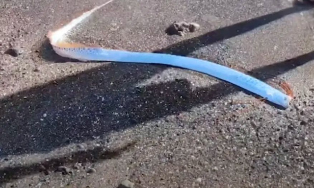 Ψάρι της «Ημέρας της Κρίσης» βρέθηκε ζωντανό σε παραλία - Πρώτη φορά μετά από 24 χρόνια