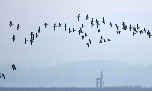 Όλος ο πληθυσμός των νανοχηνών της Ελλάδας σε μια εντυπωσιακή φωτογραφία