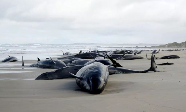 Ο τραγικός λόγος που 157 φάλαινες αποφάσισαν να αυτοκτονήσουν