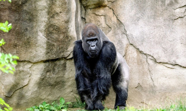 Ολλανδέζα έκανε eye contact με γορίλα σε ζωολογικό κήπο και παραλίγο να της στοιχίσει την ζωή