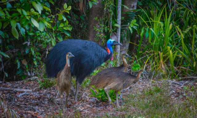 «Το πιο επικίνδυνο πουλί του κόσμου»: Το μόνο ζώο που φοβούνται οι Αυστραλοί