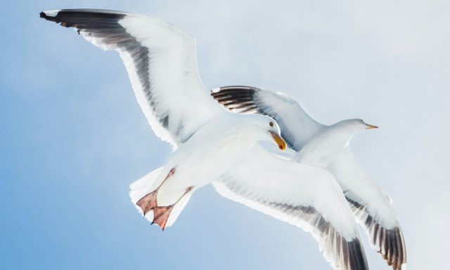 Αρκετά είδη γλάρων στην «κόκκινη λίστα» - Εξετάζονται οι «περίεργες» ορέξεις τους