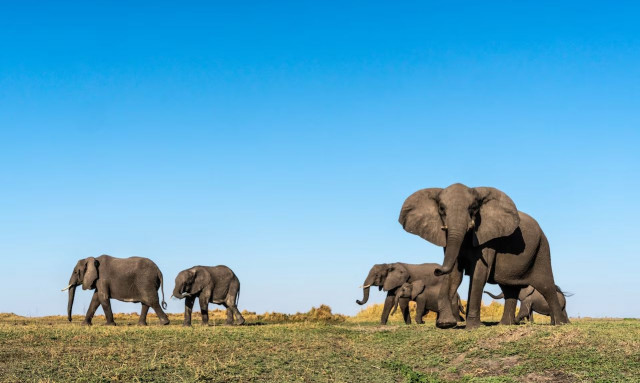 Ινδία: Κοπάδι 15 ελεφάντων επιτέθηκε σε πιστούς - Τρεις νεκροί